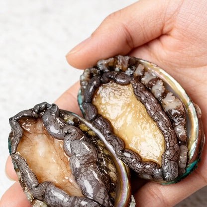 Premium Jumbo Abalone
