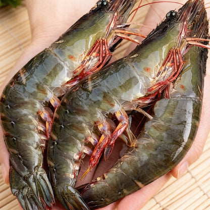 Qingdao Black Tiger Prawn